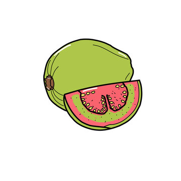 Fresh pink guava fruit vector illustration