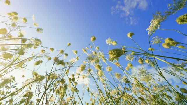 Wild Carrot Flowers Bottom-Up View: Queen Anne's Lace Stems Against Blue Sky | Ultra Wide Angle Wildflower Meadow Nature | Summer Field Low Perspective