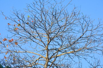 Obraz premium The intricate natural patterns of dry, bare tree branches during the dry season, set against a blue sky.