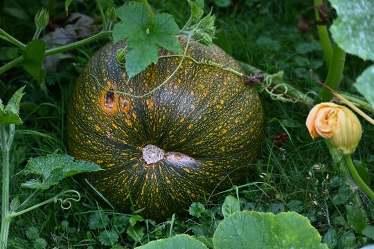 pumpkin in the garden