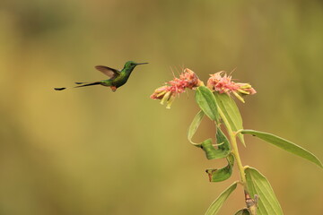 Obraz premium The Peruvian racket-tail (Ocreatus peruanus) is a species of hummingbird in the 