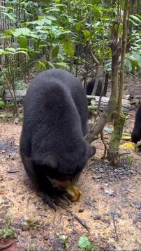 Malayan Sun Bear Foraging and Eating Fruit on Forest Ground 