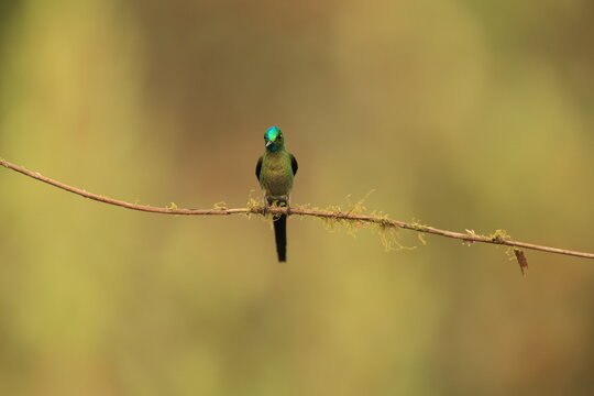 The long-tailed sylph (Aglaiocercus kingii mocoa) is a species of hummingbird in the "coquettes", tribe Lesbiini of subfamily Lesbiinae. This photo was taken in North Peru.