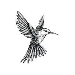 Fototapeta premium Engraving Style Hummingbird in Flight Isolated