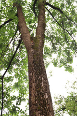 Obraz premium tree in the forest