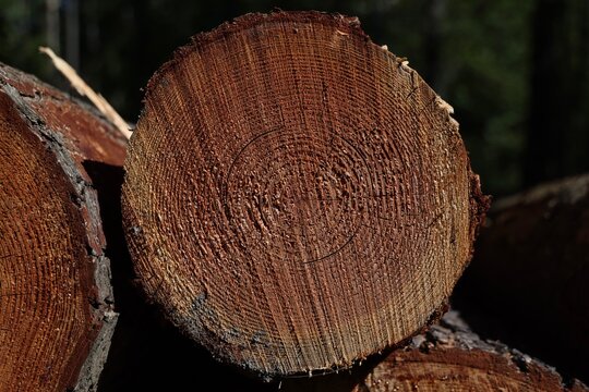 Coupe d&rsquo;un tronc d&rsquo;arbre montrant ses cernes de croissance