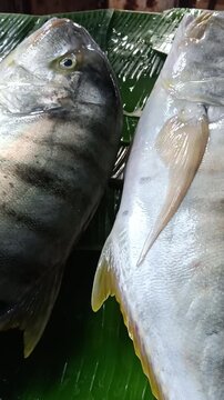 Close up of fresh striped trevally fish on banana leaf at traditional fish market in Maluku Indonesia