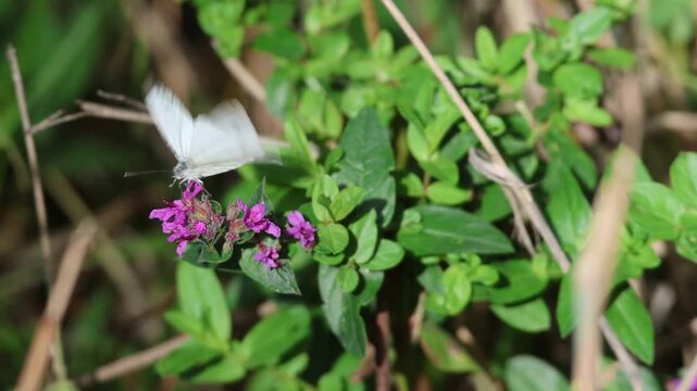 Papillon Pi&eacute;ride du navet butinant une sarriette clinopode