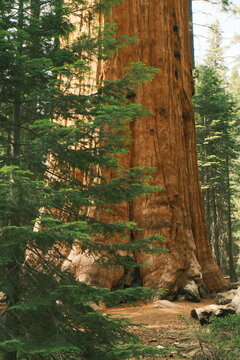 general sherman