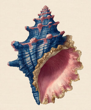 Detailed illustration of conch shell with blue and pink hues, showcasing intricate textures and natural beauty in vintage style
