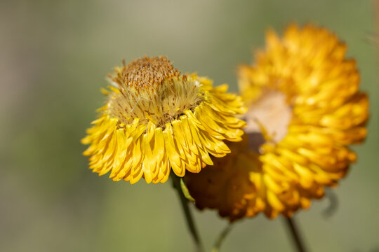 Yellow strawflower blooming with vibrant summer petals