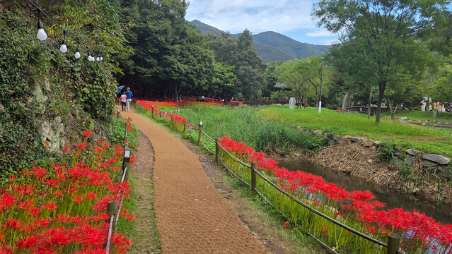 전라남도 영광군 불갑사 입구에 활짝 핀 꽃무릇과 산책로 모습, A view of the walking path and clusters of red spider lilies in full bloom at the entrance to Bulgapsa Temple in Yeonggwang-gun, Jeollanam-do