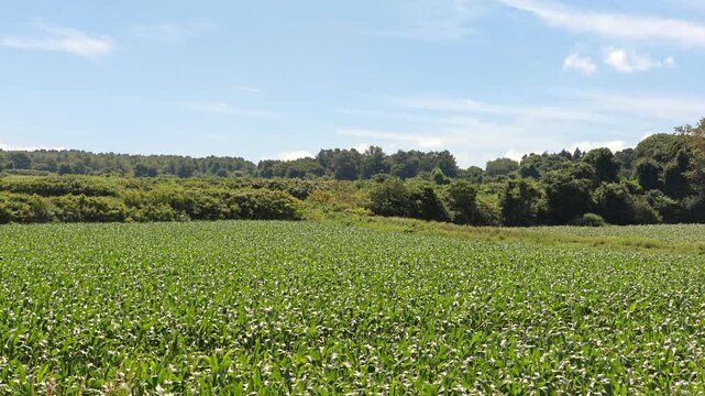 緑に覆われた畑と森が見える風景。