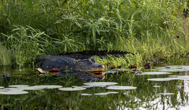 Alligator lounging in the marsh
