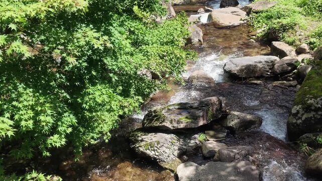 A crystal-clear mountain stream flows over mossy rocks beside maple leaves in a lush forest setting.