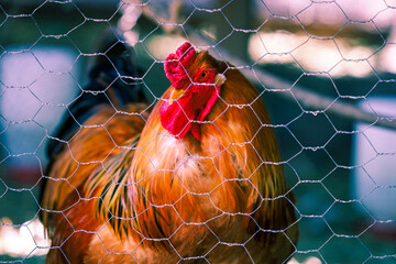 Brahma rooster in a pen © EderMarcos