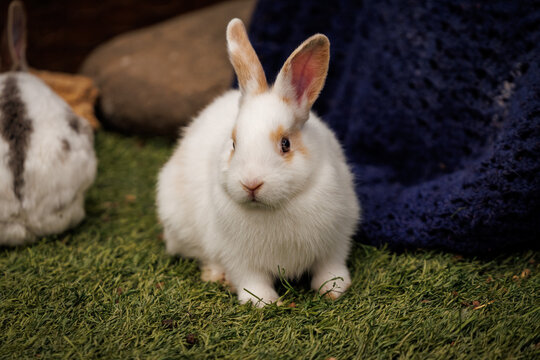 A domestic rabbit (Oryctolagus cuniculus domesticus)