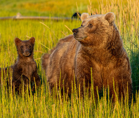 Mother grizzly bear and her cub in the warm light of golden hour at Lake Clark, Alaska © Kristie