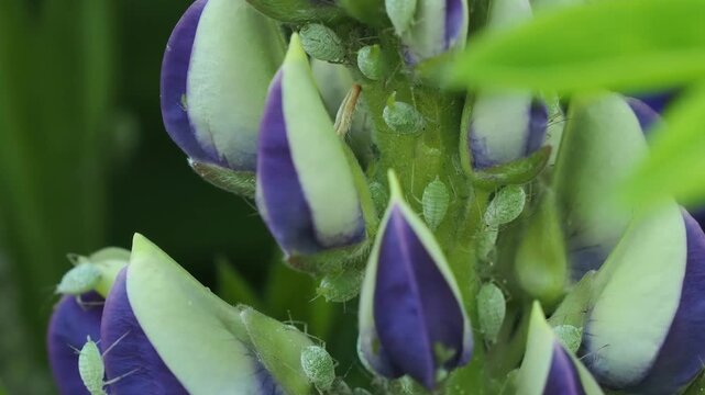 Aphids crawling on blooming purple and white lupine flower stalk in summer garden.