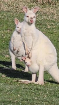 baby kangaroo with baby