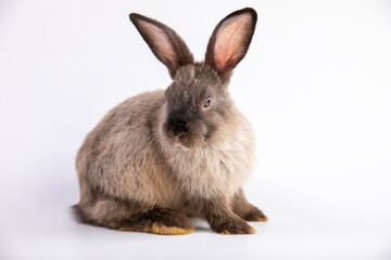 Fototapeta premium Adult bunny easter fluffy rabbits posing on white nature background on sunny day, Lovely mammal with beautiful bright eyes in nature life. Symbol of easter day. Nearly one year old rabbit.