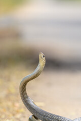 Obraz premium Snake Mating 
