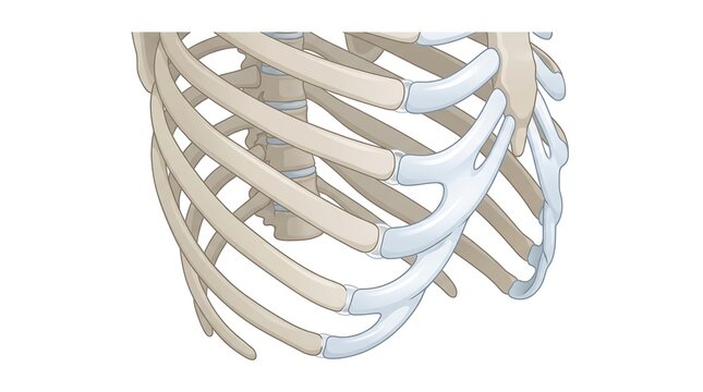 Medical illustration of human rib cage and thoracic skeletal structure