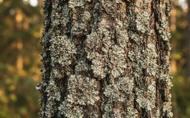 Fototapeta premium Detailed close-up of pine tree bark covered in grey lichen in a forest, nature texture background for organic design