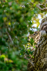 Leopard on the tree © Dev Mukund