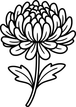 Simple line art drawing of a blooming autumn chrysanthemum flower