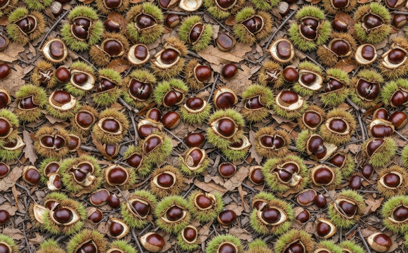 Autumn sweet chestnut burrs and shiny brown nuts scattered on forest ground for seasonal backdrop design