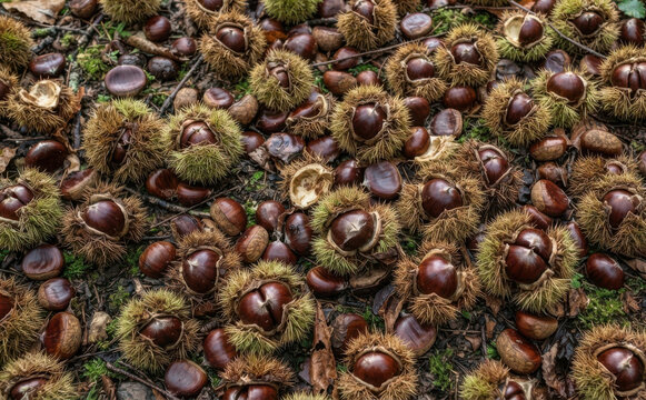 Sweet chestnuts in spiky husks scattered on forest floor in autumn season representing nature harvest and woodland foraging themes