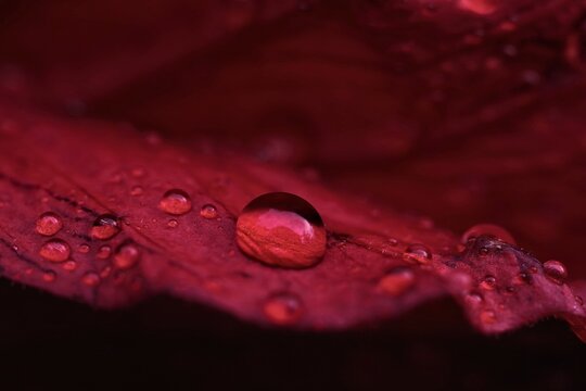 Moody Macro of Clear Raindrops on Red Hibiscus Petal with Shallow Depth of Field