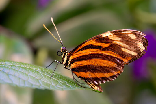 Tiger longwing butterfly rests on a green leaf with blurred purple flowers in the background