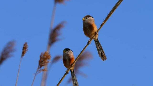 Two Bearded Reedling Birds Perching on Reed Stems Against a Clear Blue Sky