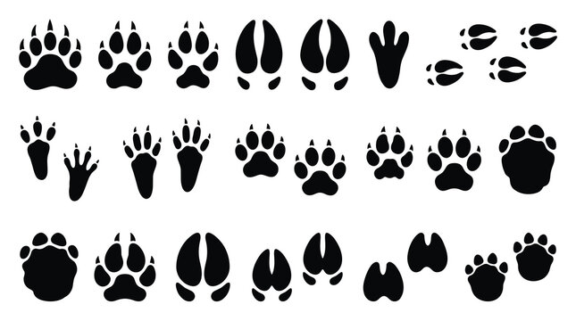 Wildlife Animal Footprints and Tracks Vector Collection Featuring Bear Wolf Fox Deer Elephant Tiger and Safari Animal Paw Print Silhouettes