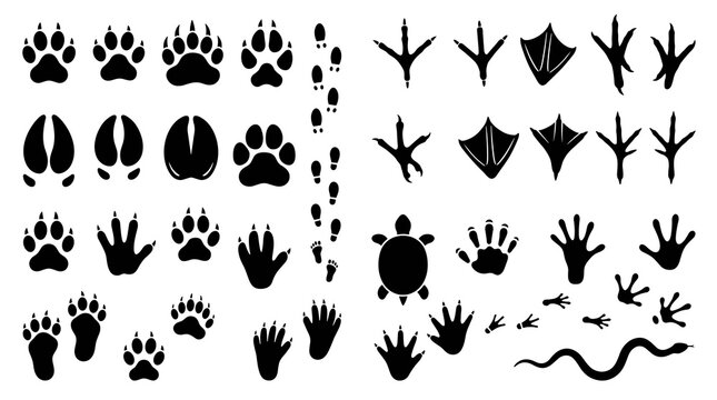 Animal Footprints and Track Marks Vector Collection with Mammal Bird Reptile and Amphibian Paw Prints for Wildlife Nature Education Design