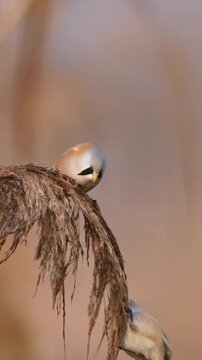 Two Male Bearded Reedling Birds Foraging on a Fluffy Reed Seed Head with Soft Warm Bokeh