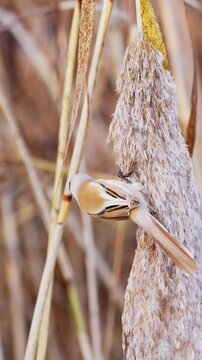 Male Bearded Reedling Bird Clinging to a Large Fluffy Reed Seed Head