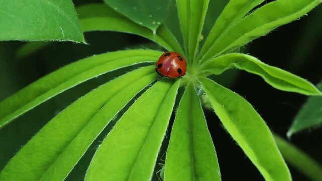 Macro footage of ladybug moving on vibrant green lupine leaf in garden.