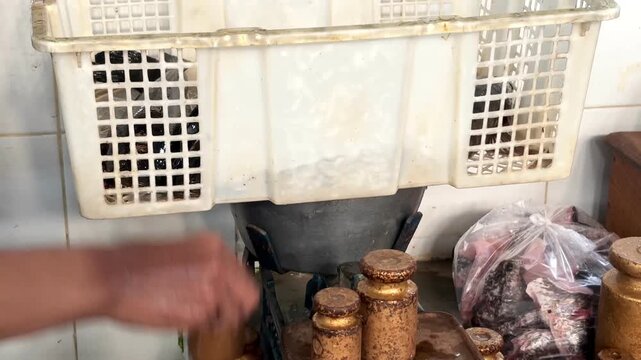 The process of weighing snakehead fish (Channa striata) at a traditional market.
