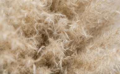 Fototapeta premium Macro close-up shot of fluffy pampas grass plumes showing soft beige plant texture for nature background and bohemian interior design concepts