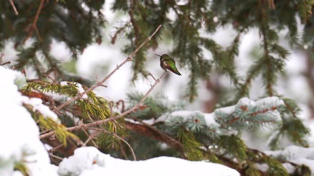 Anna hummingbird sitting on pine branch covered in winter snow.