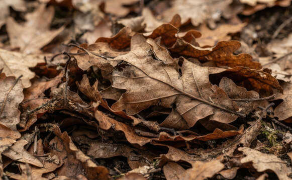 Macro closeup of dry brown oak leaves fallen on forest ground representing autumn season and natural decomposition for seasonal design background