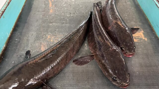 Haruan fish (Channa striata) sold at traditional markets.