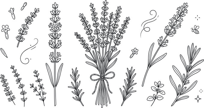 Lavender floral vector collection with aromatic herb bouquet botanical elements and lavender blossoms in linear doodle style illustration