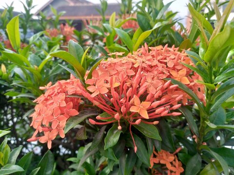 Close-up of vibrant orange Ixora flowers (Chinese ixora / Soka) forming dense rounded clusters of tiny four-petaled blooms and buds, surrounded by glossy dark green leaves. Tropical shrub in full heal