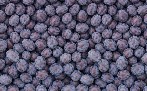 Fresh ripe purple plums background texture top view, sweet juicy organic fruit harvest pattern for grocery market, healthy eating and agriculture concept