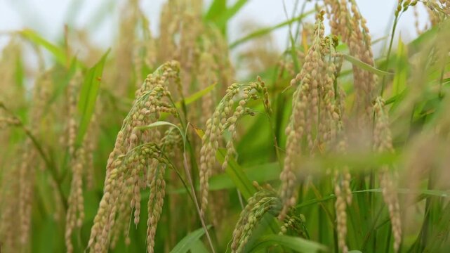 風に揺れる稲穂