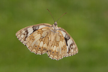 Polowiec szachownica (Melanargia galathea) © R.Jaszczynski